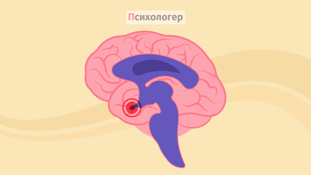 Кортизол
