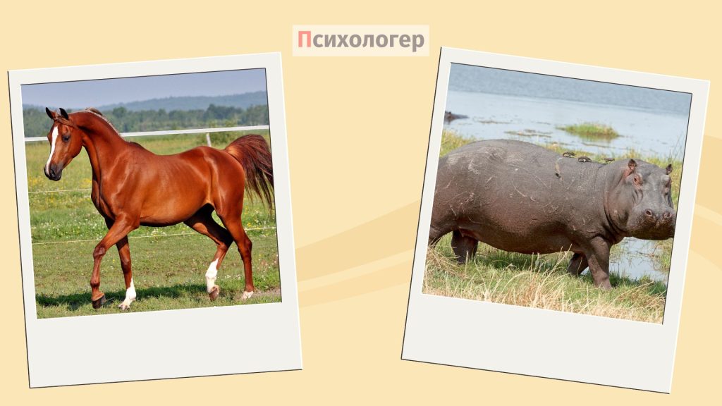 кінь і бегемот