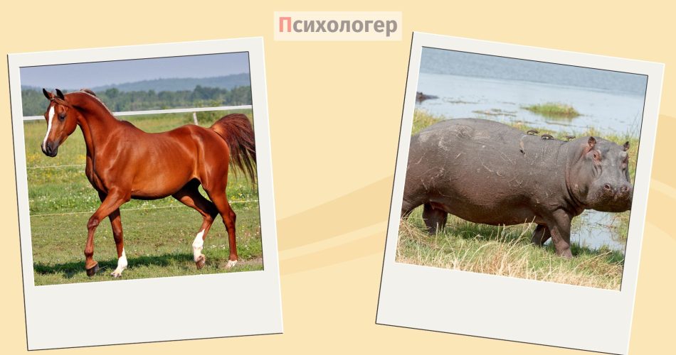 кінь і бегемот